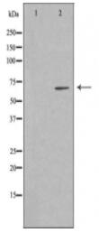 EME1 Antibody