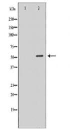 HDAC2 Antibody