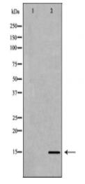 Histone H3K27me3 Antibody