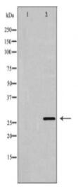 GZMB Antibody