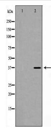 CREM Antibody