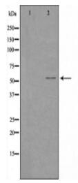 Cytochrome P450 1A1/2 Antibody