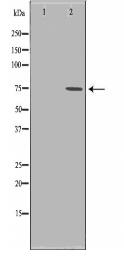 c-Raf Antibody