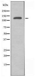HECW2 Antibody