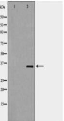 ELAVL1 Antibody