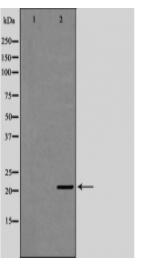 GCG Antibody