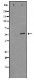 FRS3 Antibody