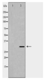 HAX1 Antibody