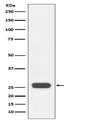 GST tag Antibody(HRP conjugated)