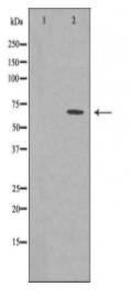 GBP3 Antibody