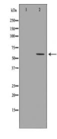 GGT1 Antibody