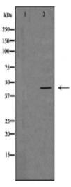 DNMT3L Antibody
