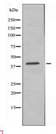 EDG3 Antibody