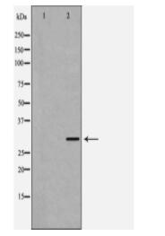 EMD Antibody