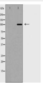 GRIA1 Antibody