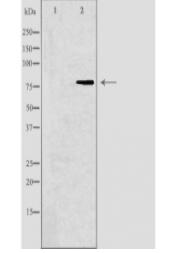 DVL3 Antibody