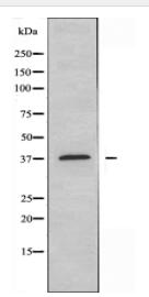 GPR160 Antibody