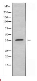 ELAVL2 Antibody