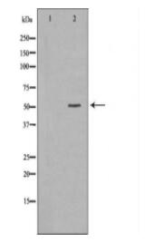 HCLS1 Antibody