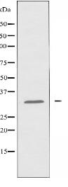 COX11 Antibody