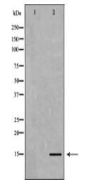 Histone H3K4me3 Antibody
