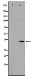HMOX2 Antibody