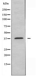 GRAP2 Antibody
