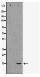 Histone H3K27me1 Antibody