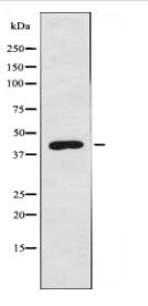 EKI2 Antibody