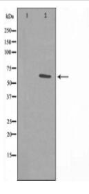 ER81 Antibody