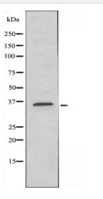 GJA4 Antibody