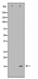 GDF15 Antibody