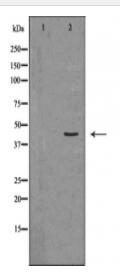 DUSP6 Antibody