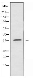 CHST13 Antibody