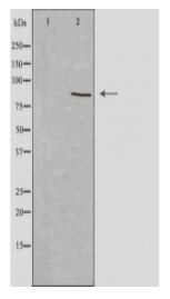 GIDRP88 Antibody
