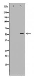 ERG Antibody