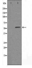 EIF2B4 Antibody