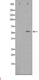Cytochrome P450 3A4/5 Antibody