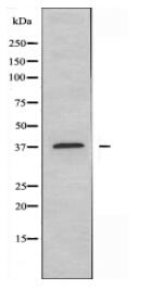 GIMAP4 Antibody