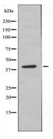 GAS41 Antibody