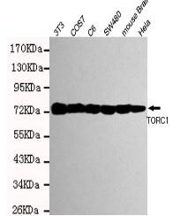 TORC1 Mouse mAb