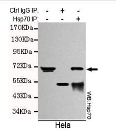 Hsp70(C-term) Mouse mAb