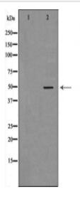 HDAC3 Antibody