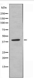 GNAT2 Antibody