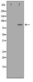 HADHA Antibody