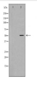 GDF9 Antibody