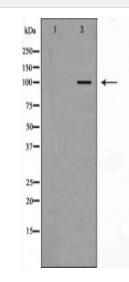 CTNNA1 Antibody