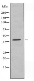 EDG7 Antibody