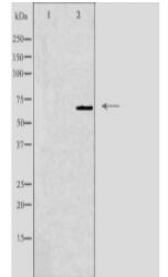 Glucokinase Regulator Antibody