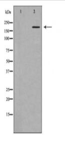 HCFC1 Antibody